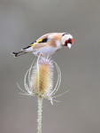 Goldfinch on teasel, Otterbourne, Hampshire