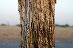 West Wittering - 52