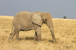 Masai Mara Elephants 8