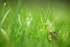 The Common Frog _ 020 , Rana temporaria