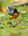 Slate-throated Redstart, front view, Costa Rica