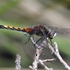 Large White-faced Darter (Leucorrhinia pectoralis) M-imm