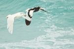 Flying Kelp Geese, sea background, Saunders Island, Falklands