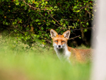 Red Fox