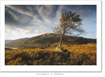Tree of Arklet II ♦ TROSSACHS