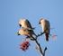 Waxwing