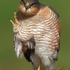 Sparrowhawk