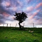 Rock, Tree, Sky