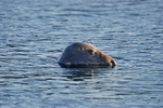 Atlantic Grey Seal