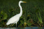 Great egret