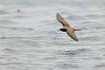 Brown Noddy portfolio