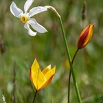 Wild Tulips (Tulipa sylvestris ssp australis) growing with Poet's Narcissus (Narcissus poeticus