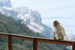 Barbary Macaque overlooking Gibraltar Town