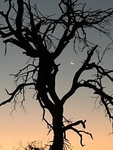 Tree Silhouette