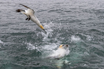 Diving Gannet