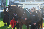 151124-Race 1-Paddock-Plaisir Des Flos-7234