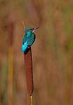 Kingfisher - Alcedo atthis