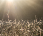 GOD RAYS AND DEWY GRASSES, NOVEMBER 2018  - NORFOLK COUNTY