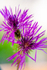 flower-2