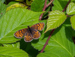 Heath Fritillary