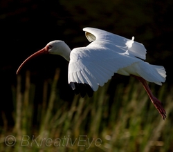 Birds 306