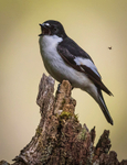 pied flyvatcher 2025 12