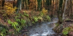 Autumn along Cannop Brook