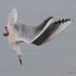 Slender-billed Gull (Larus genei) ad