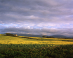 Field of Dreams
