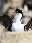 Imperial Shag (adult) wings raised, Carcass Island, Falklands