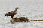 White-tailed Sea-Eagle resting on rock, Flatanger, Norway