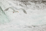 Glaucous-winged Gull flying, Brooks Falls, Katmai NP, Alaska