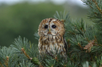 Tawny Owl