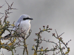Great Grey Shrike at South Leigh, Oxfordshire