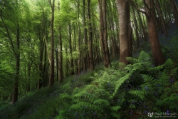 Beeches & Blues