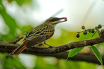 Streaked Flycatcher with food, Costa Rica