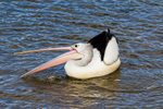 Single pelican beak open 1. 0A3A6225