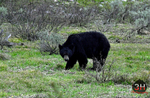 3HPhotography5-20-25_GTNP_352_