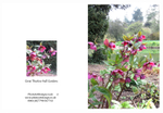 011 Thurlow Hall Gardens - Hellebores