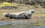 Loch Linnhe-9-seals
