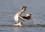 Great Crested Grebe - Podiceps cristatu