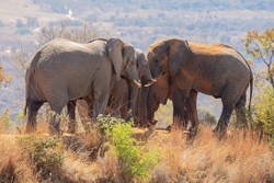 Elephants
