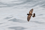 Elliot's (White-vented) Storm-Petrel portfolio