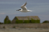 Sandwich Tern, Cemlyn Bay, Anglesey, North Wales