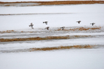 Snow Buntings