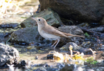 Nightingale