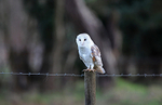Barn Owl.