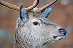 Red Deer