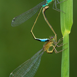 Common Blue Damselfly