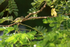 Southern Beardless-Tyrannulet, Colon, Panama